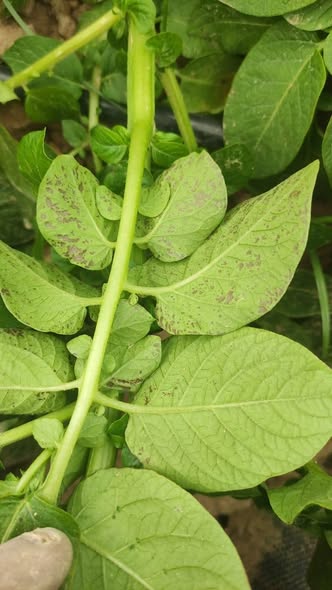 يا هندسه زهقت رش ازوكسي ستروبين وديفيناكونازول 
وميتلاكسيل ومنكوزيب تقف يومين وتجدد تاني
اي العلاج والحل